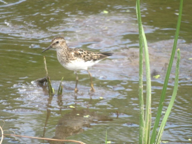 Least Sandpiper - ML638809646