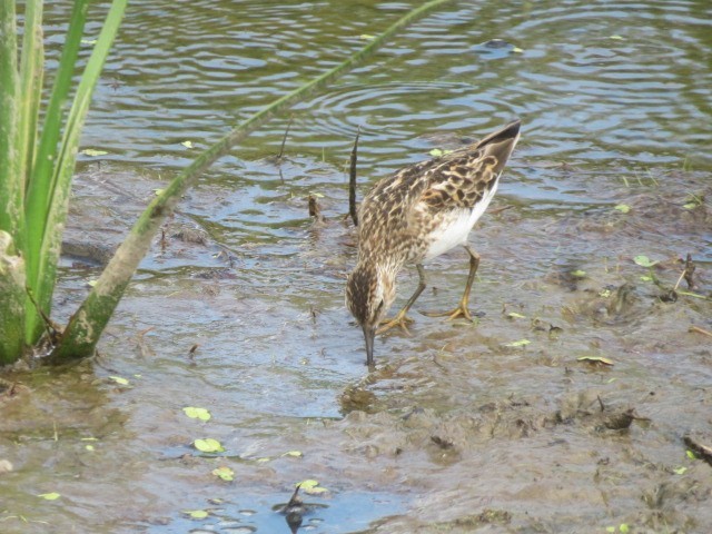 Least Sandpiper - ML638809652