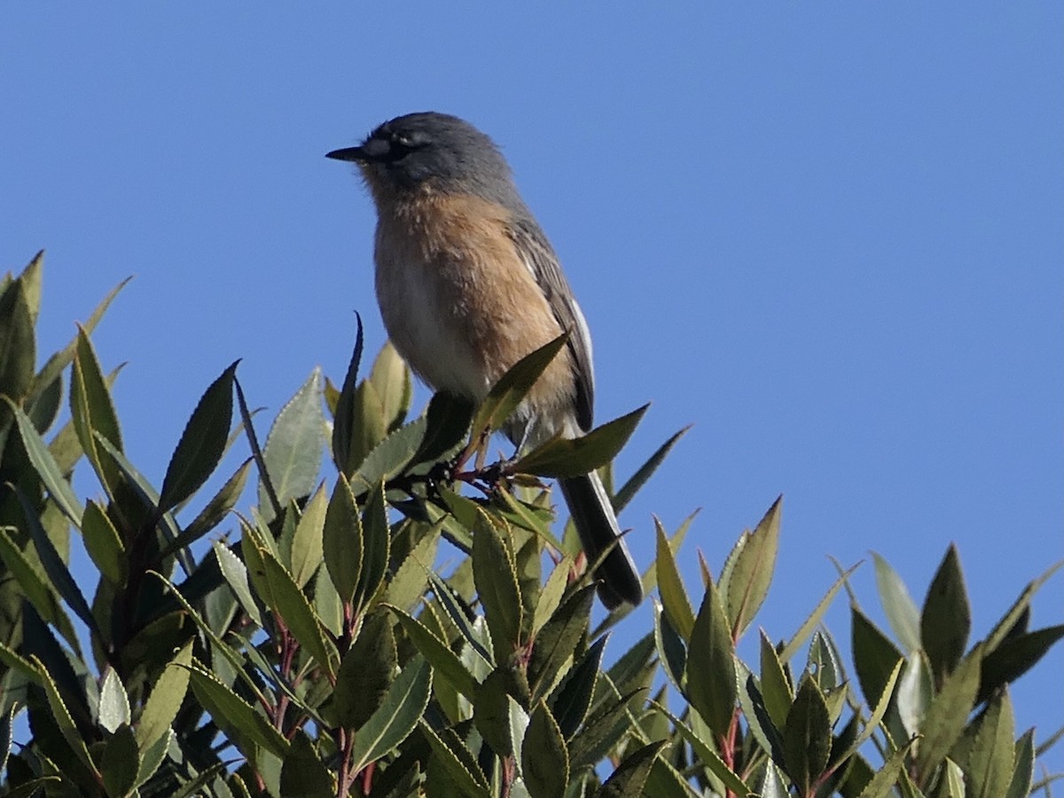 campostyrann - ML638809682