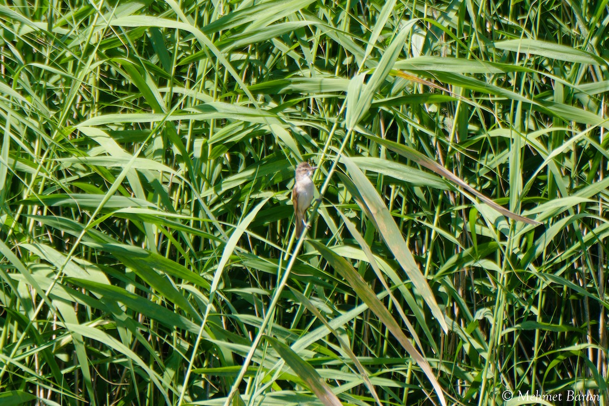 Paseriforme sp. - ML638809701