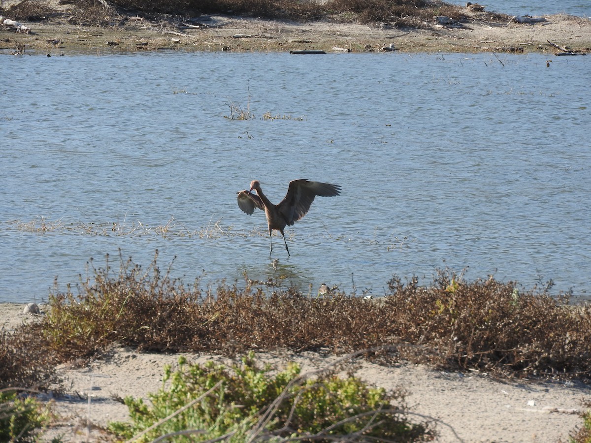 Reddish Egret - Chris Dean