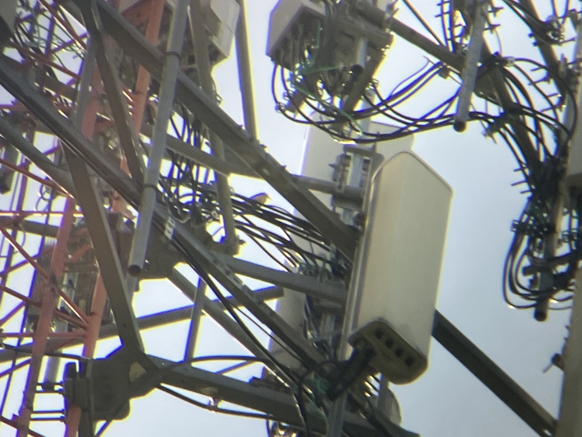 Western Kingbird - ML638809783