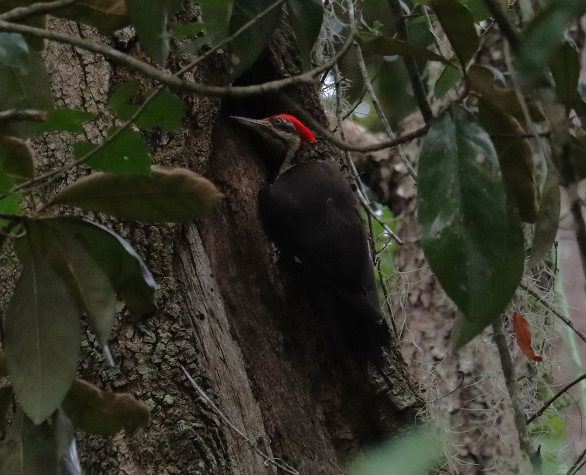 Pileated Woodpecker - ML638809810