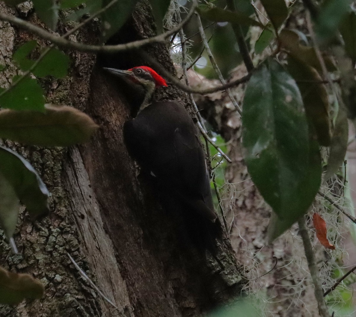 Pileated Woodpecker - ML638809821