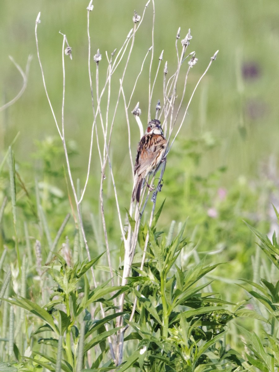 Chestnut-eared Bunting - ML638809833
