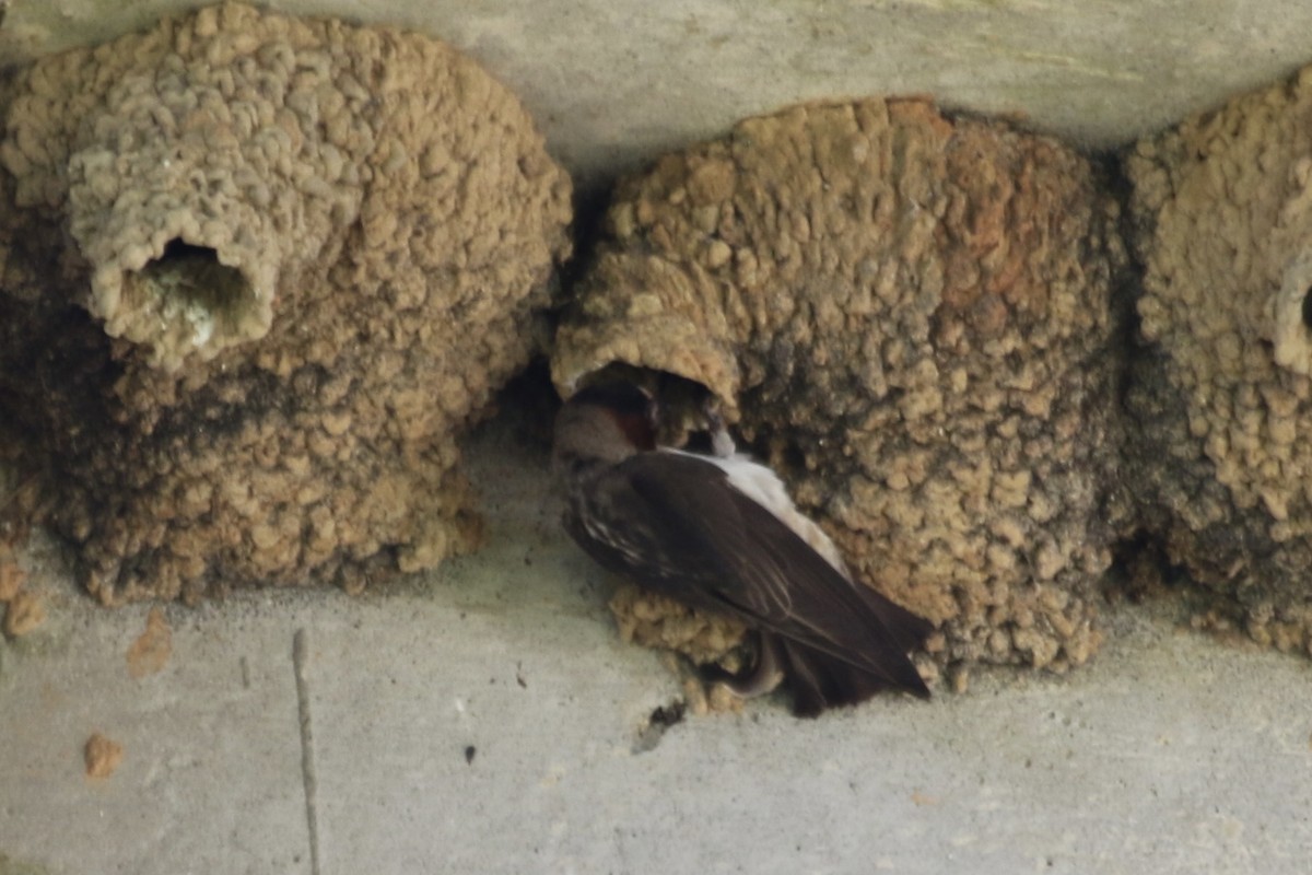 Cliff Swallow - ML638809850