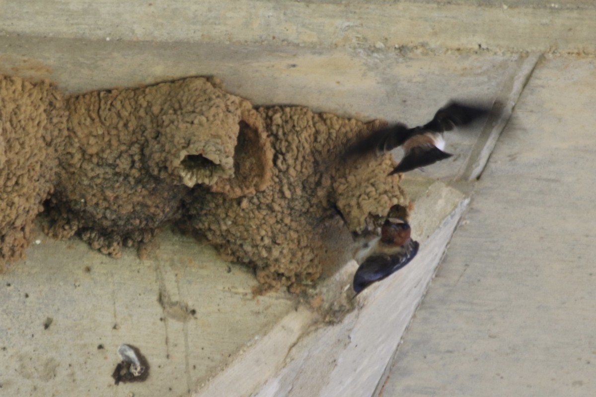 Cliff Swallow - ML638809851