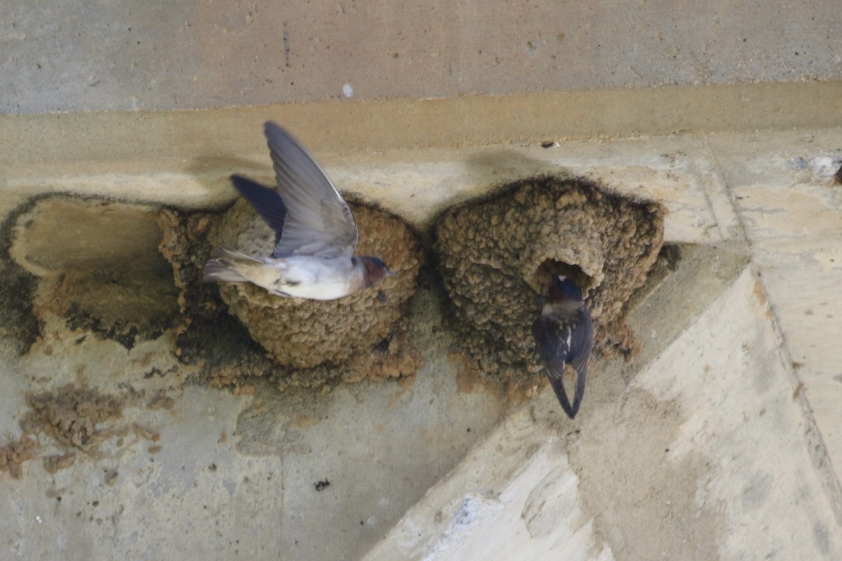 Cliff Swallow - ML638809852