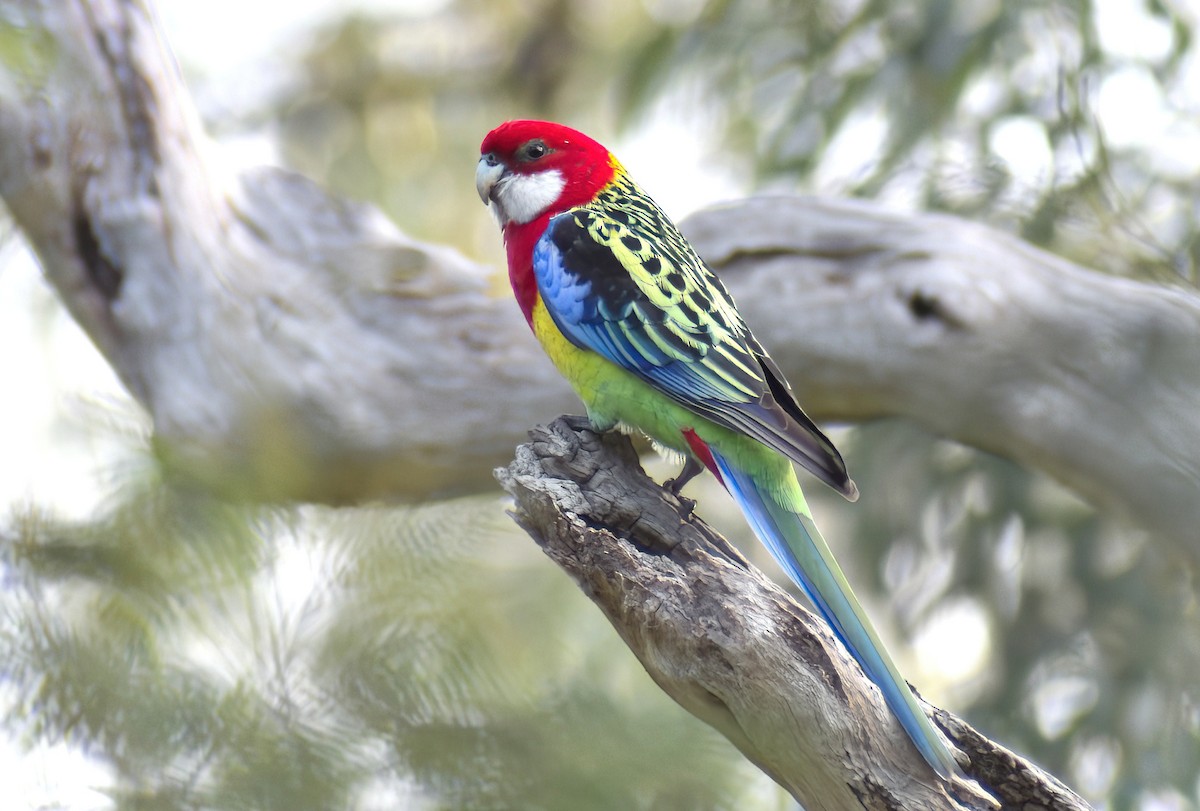 Eastern Rosella - ML638809920