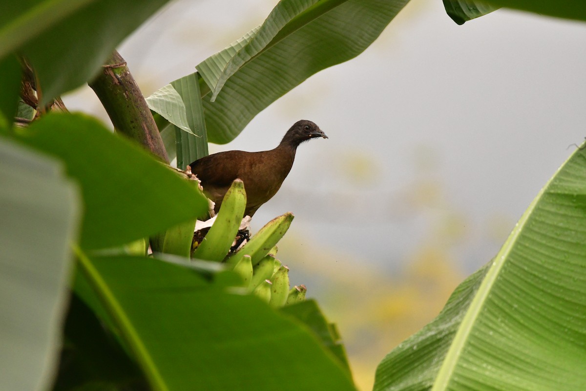 Gray-headed Chachalaca - ML638809992