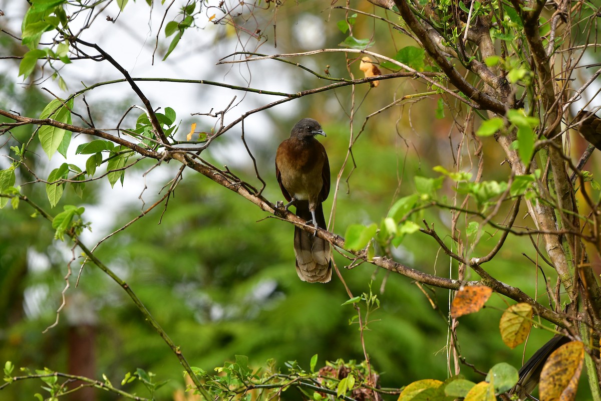 Gray-headed Chachalaca - ML638809993