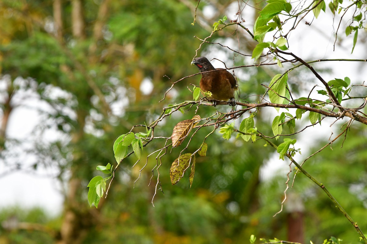 Gray-headed Chachalaca - ML638809998