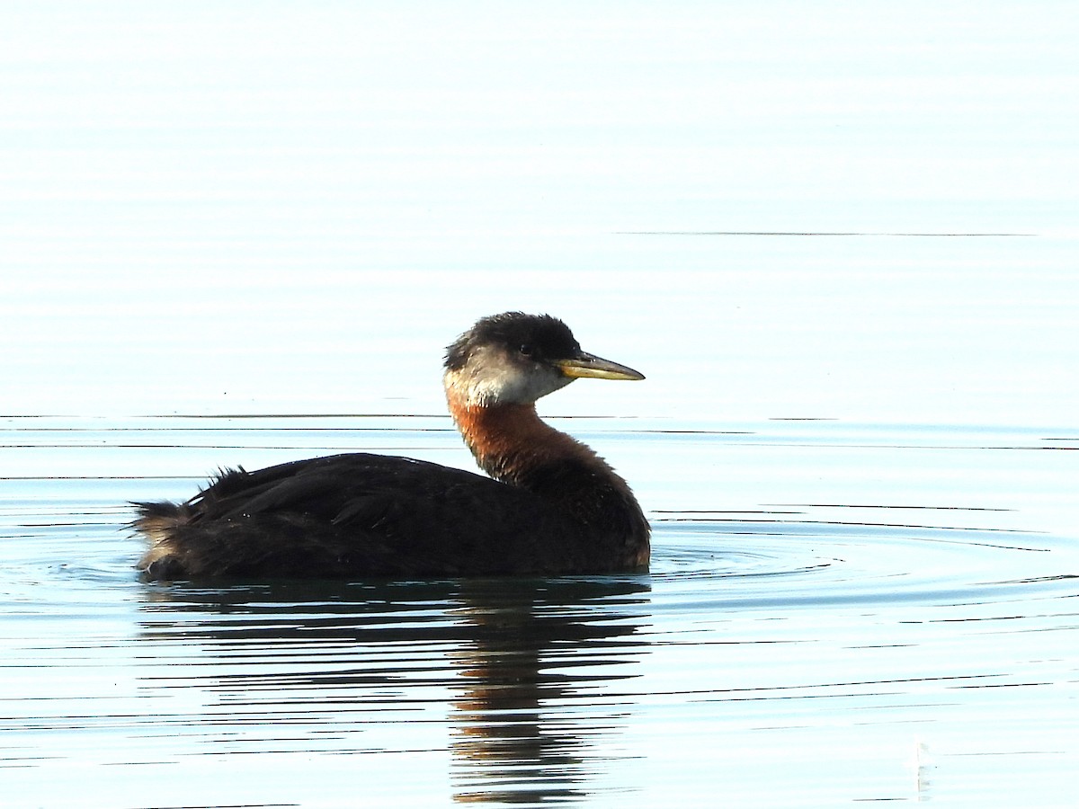 Red-necked Grebe - ML638810022