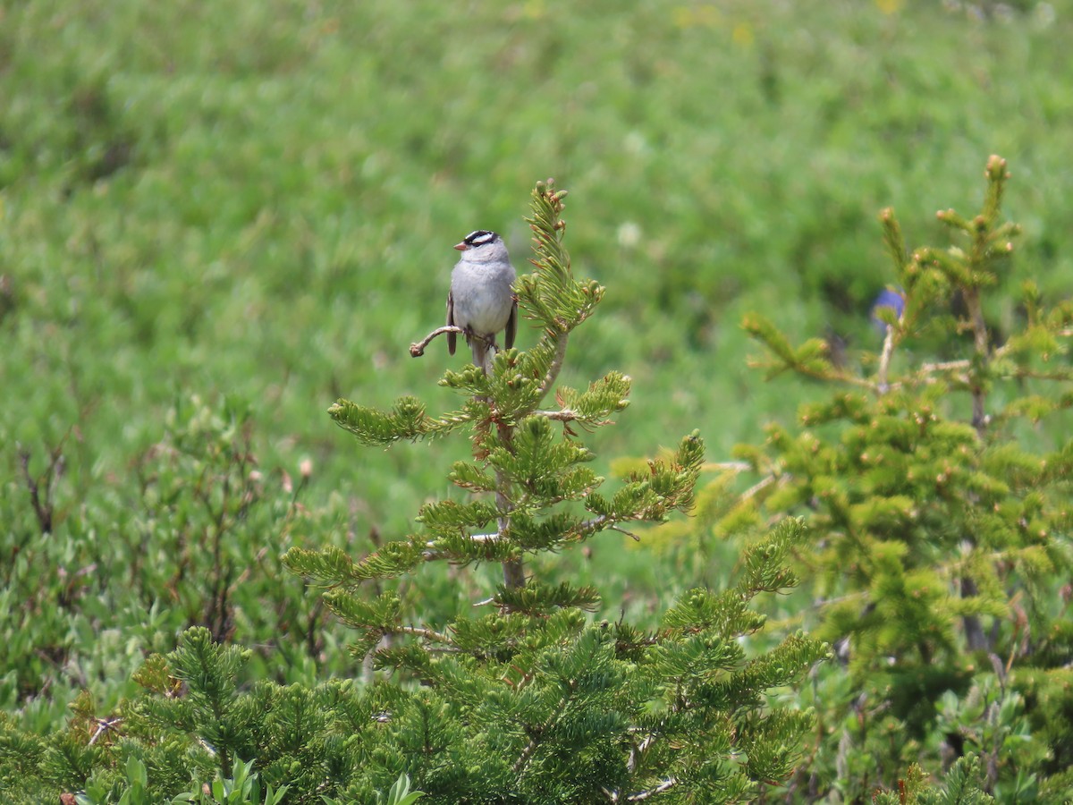 White-crowned Sparrow (oriantha) - ML638810040