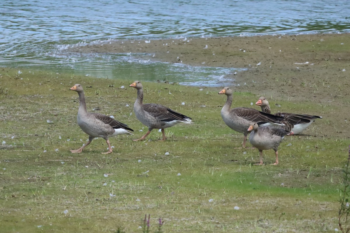 Graylag Goose - ML638810043