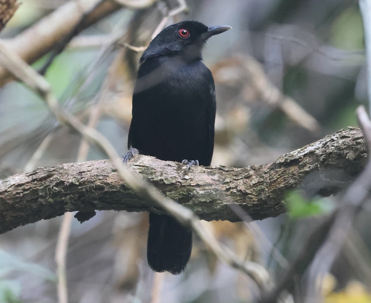 East Amazonian Fire-eye - ML638810046