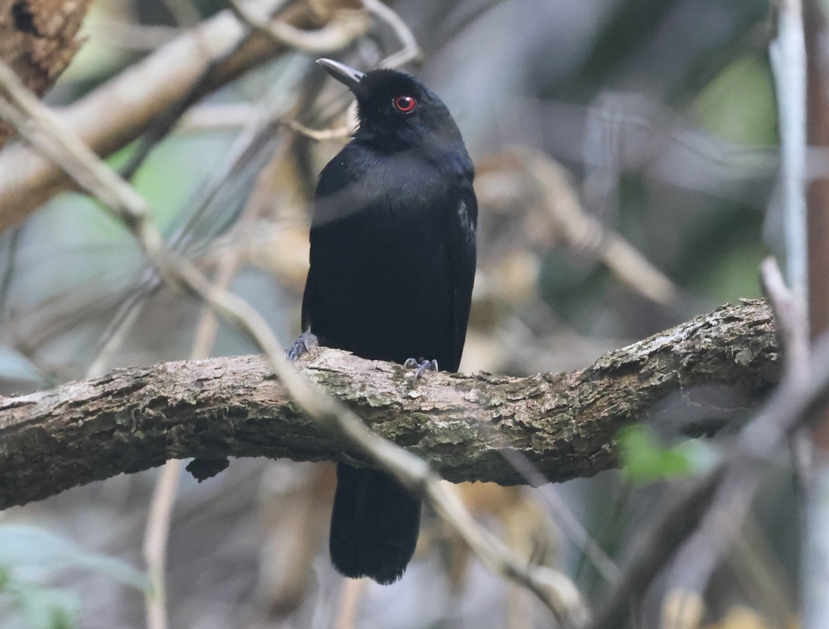 East Amazonian Fire-eye - ML638810047