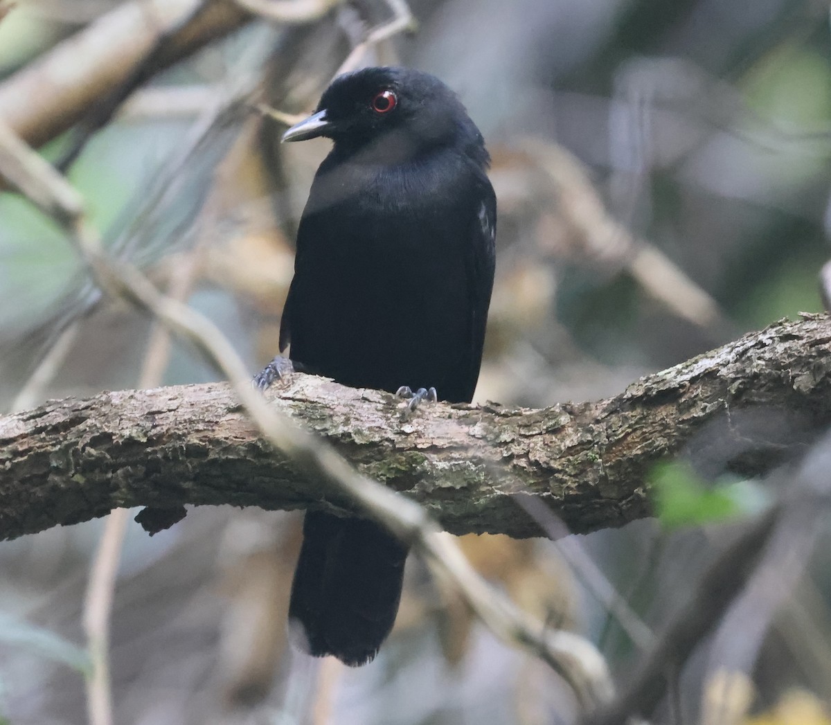 East Amazonian Fire-eye - ML638810048