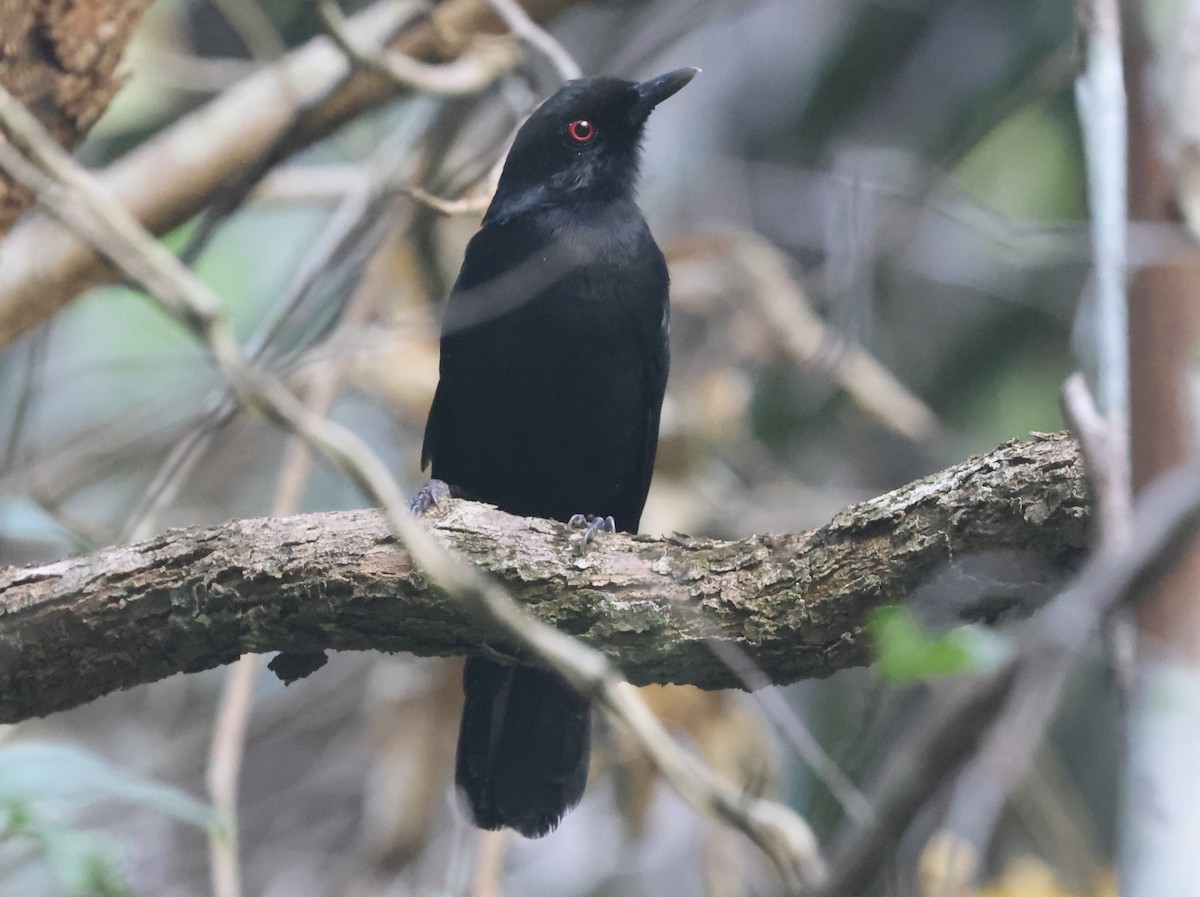 East Amazonian Fire-eye - ML638810049