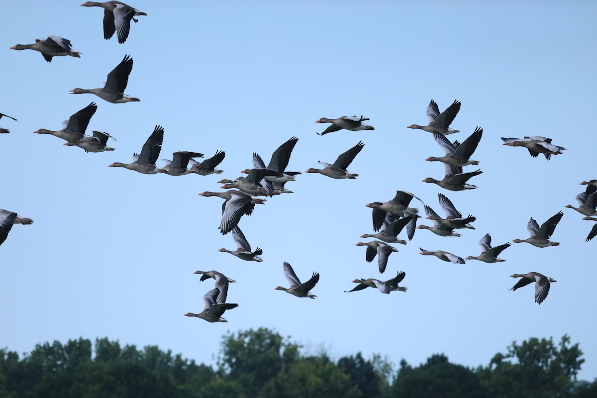 Graylag Goose - ML638810051