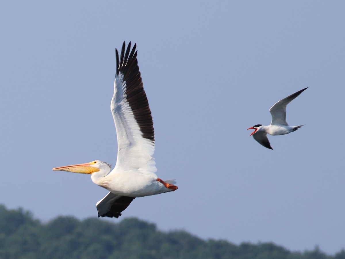 American White Pelican - Nathan Stimson