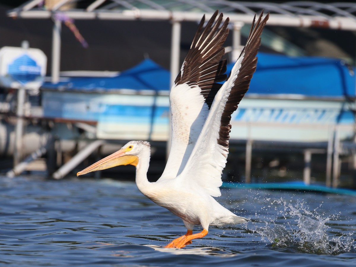 American White Pelican - Nathan Stimson
