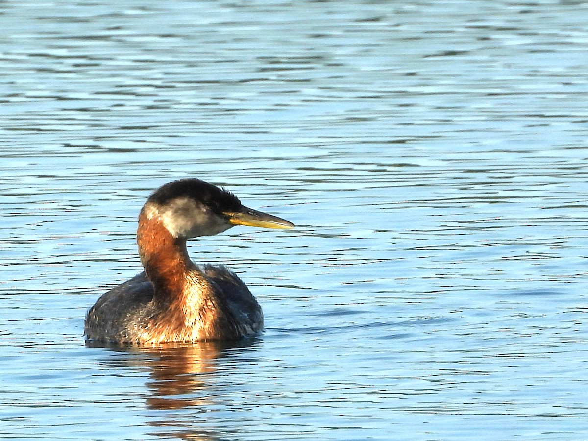 Red-necked Grebe - ML638810064