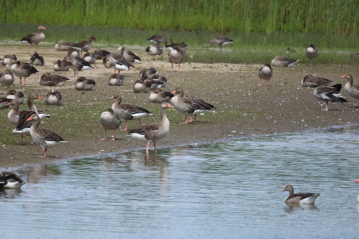 Graylag Goose - ML638810074