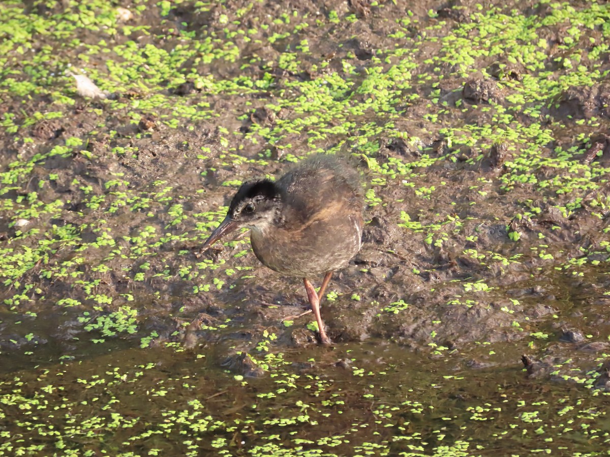 Virginia Rail - ML638810088