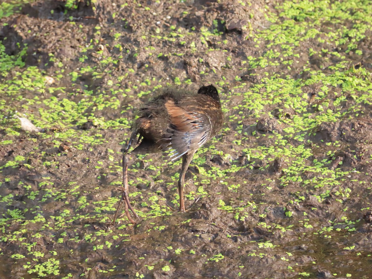Virginia Rail - ML638810089