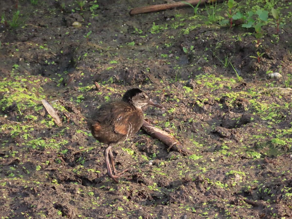Virginia Rail - ML638810090