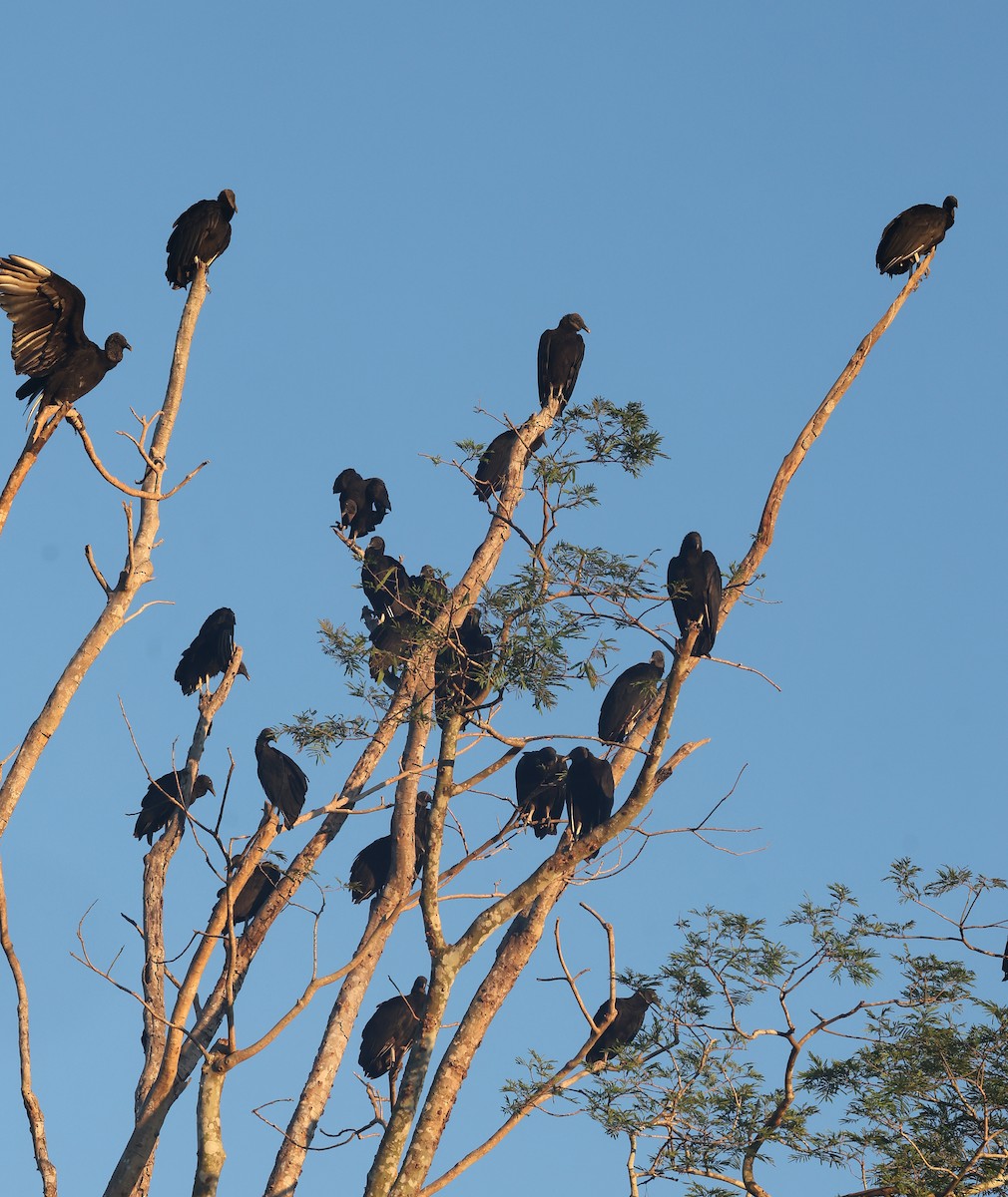 Black Vulture - ML638810165