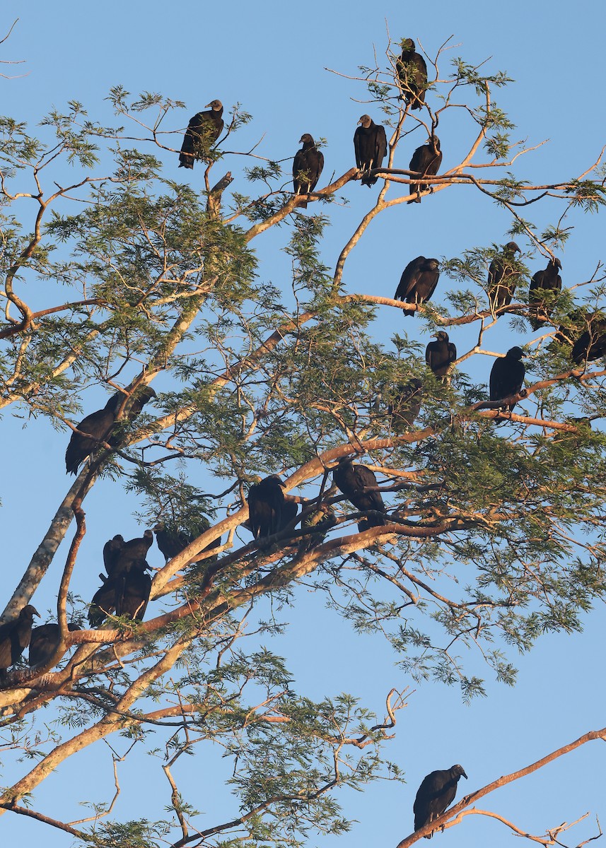 Black Vulture - ML638810166