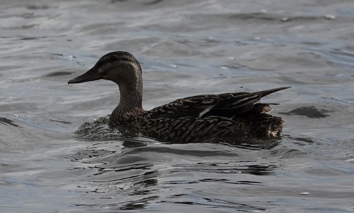 Mallard - ML638810209