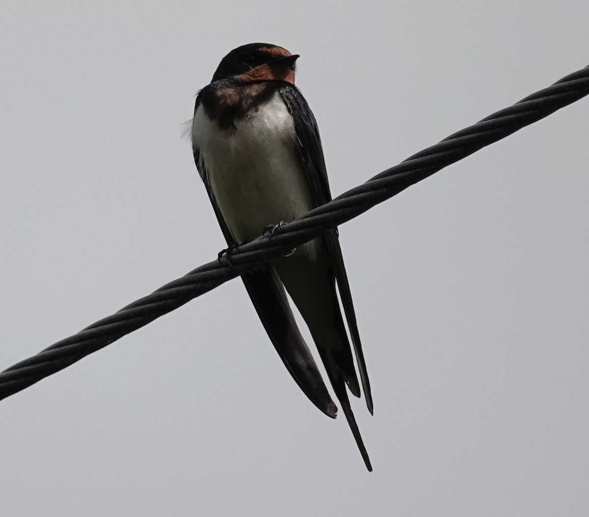 Barn Swallow - ML638810233