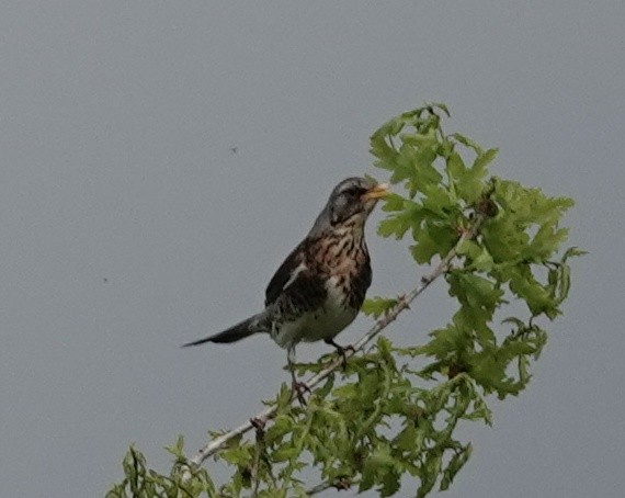 Fieldfare - ML638810252