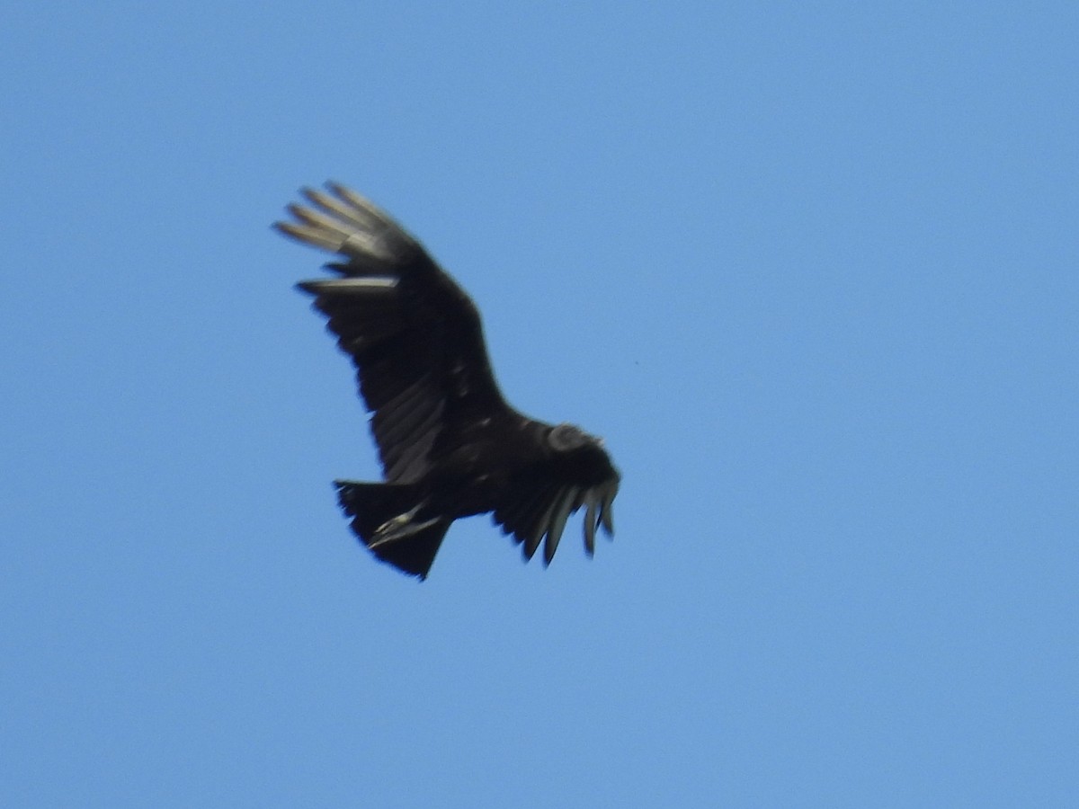 Black Vulture - ML638810349