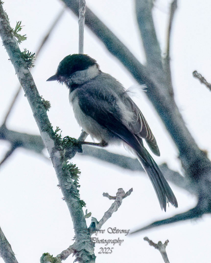 Carolina Chickadee - ML638810424