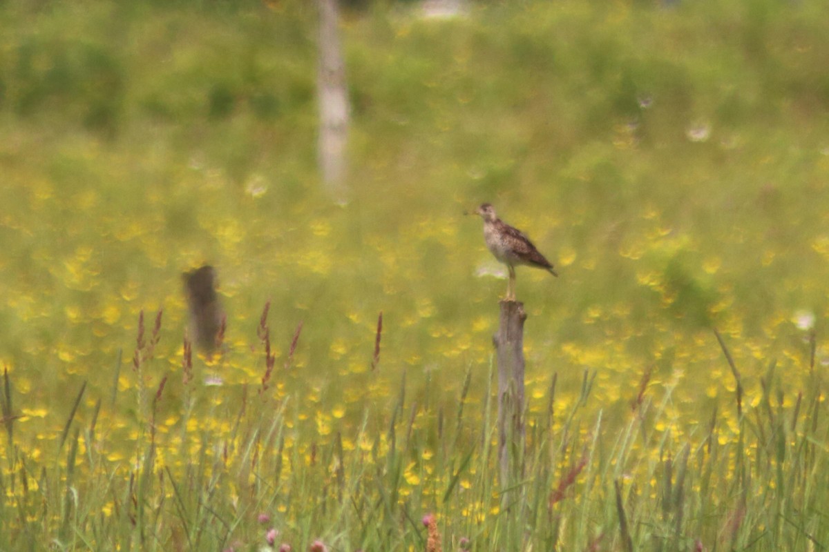 Upland Sandpiper - ML638810456