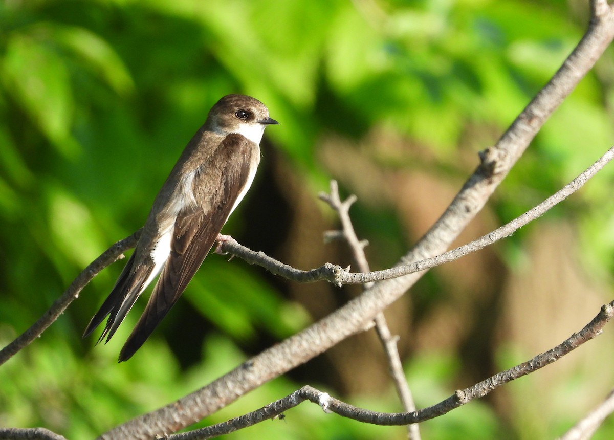 Bank Swallow - ML638810503