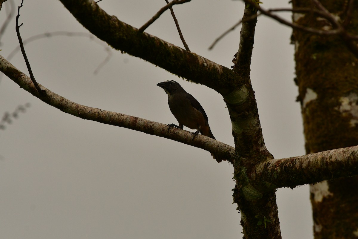 Cinnamon-bellied Saltator - ML638810551
