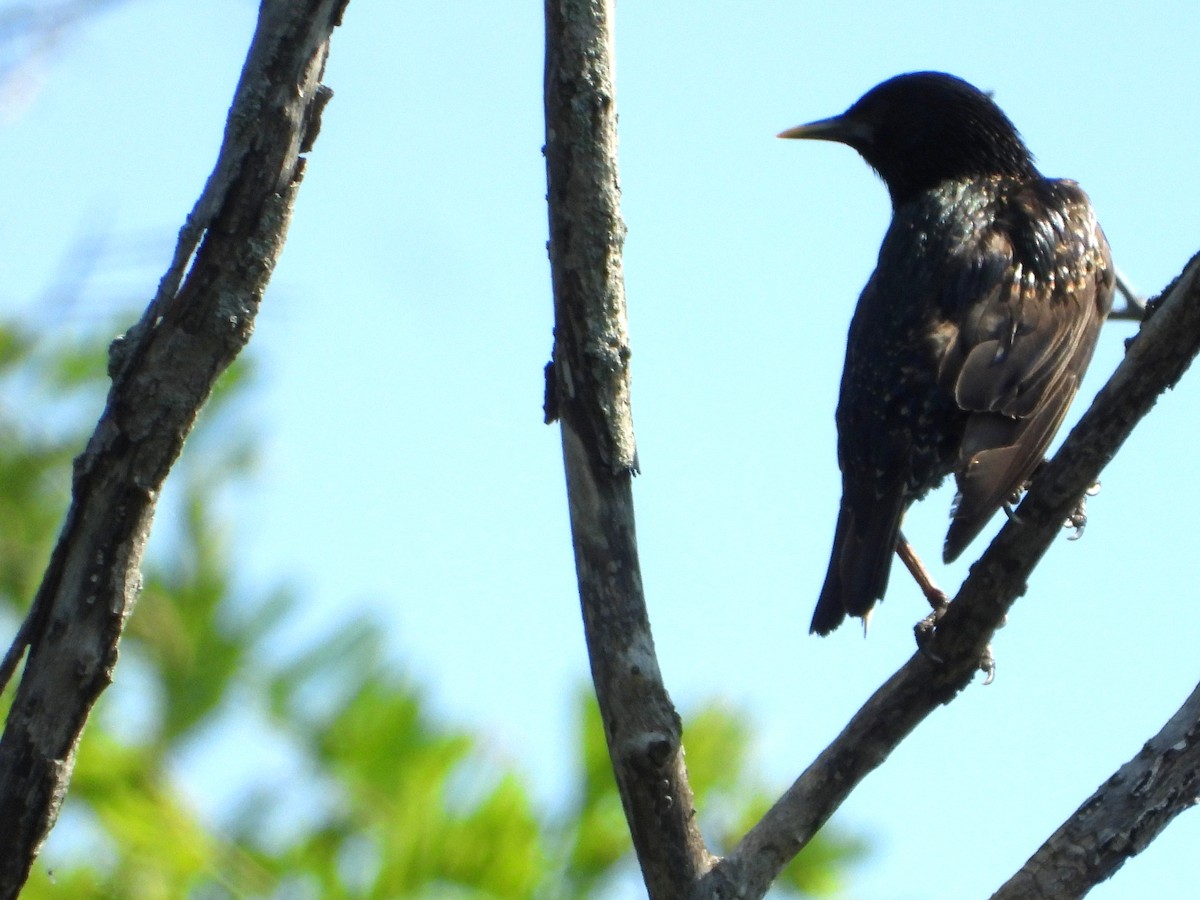 European Starling - ML638810564