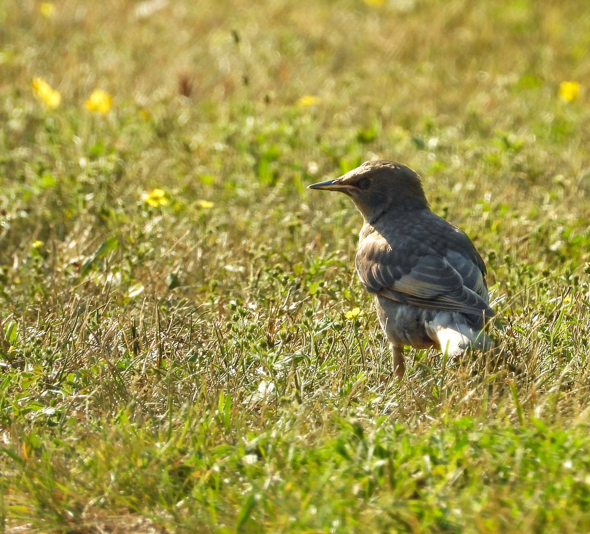 European Starling - ML638810595