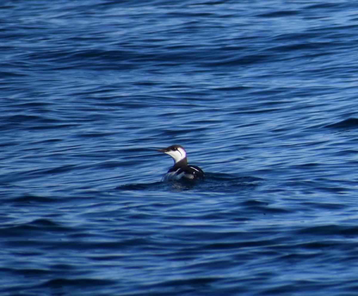 Common Murre - ML638810611