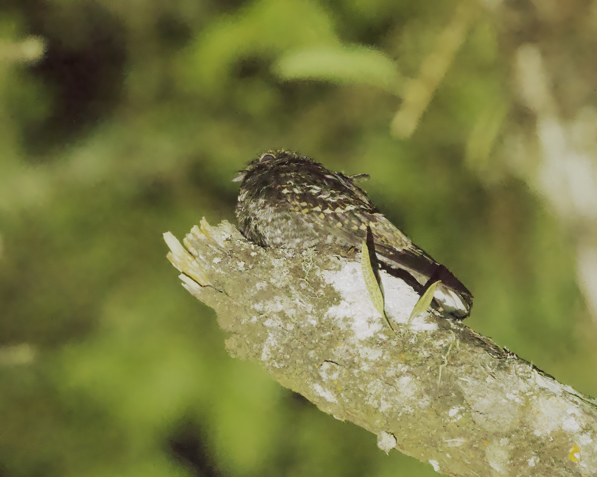 Salvadori's Nightjar - ML638810617