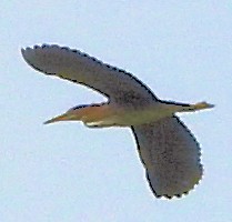 Green Heron - ML638810622