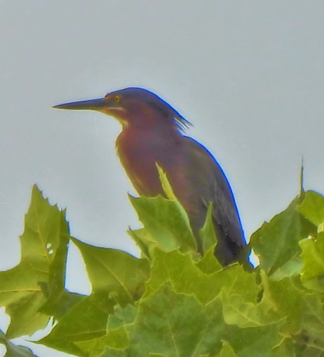 Green Heron - ML638810623