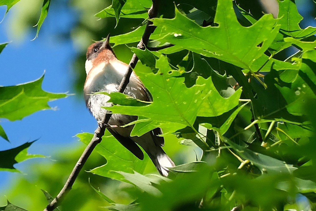 Bay-breasted Warbler - ML638810624
