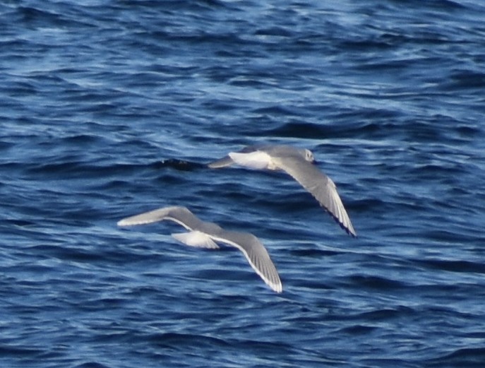 Little Gull - ML638810625