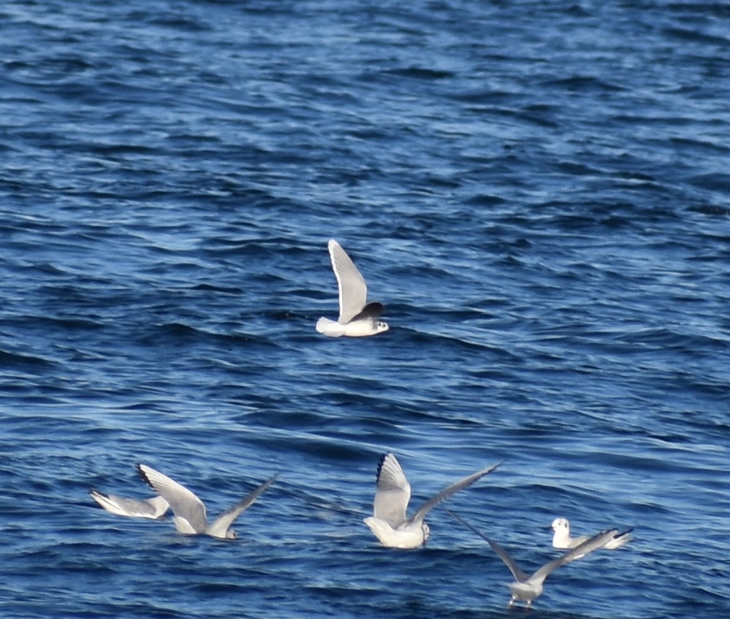 Little Gull - ML638810627